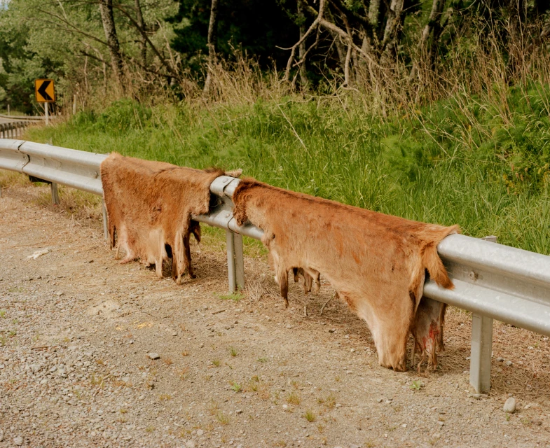 Two animal hides hang over a roadside guardrail next to green grass and trees on a sunny day, seemingly left to dry outdoors.