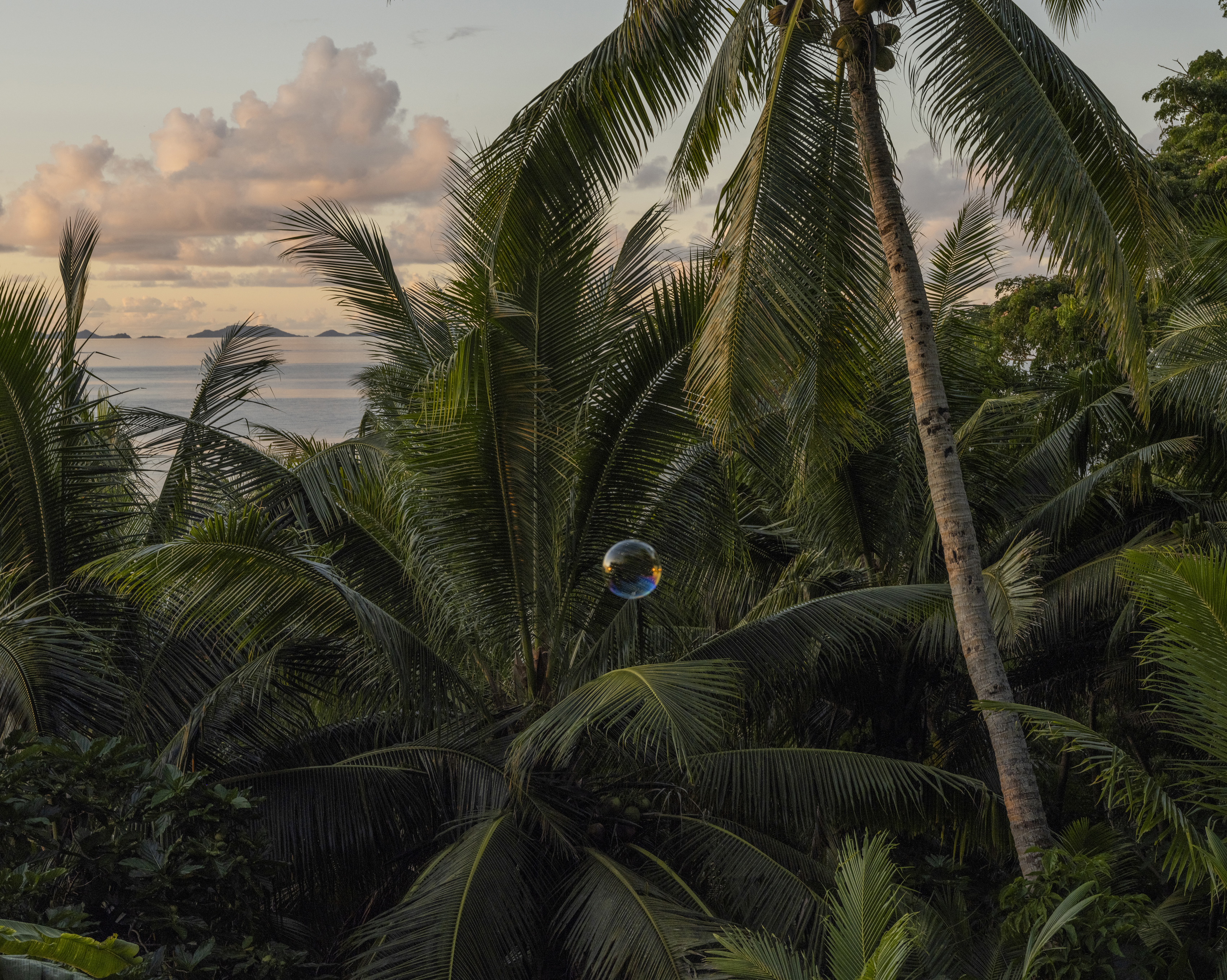 Tropical scene featuring a soap bubble floating amongst palm trees, set against a backdrop of ocean and soft, pastel-colored sky at dusk.