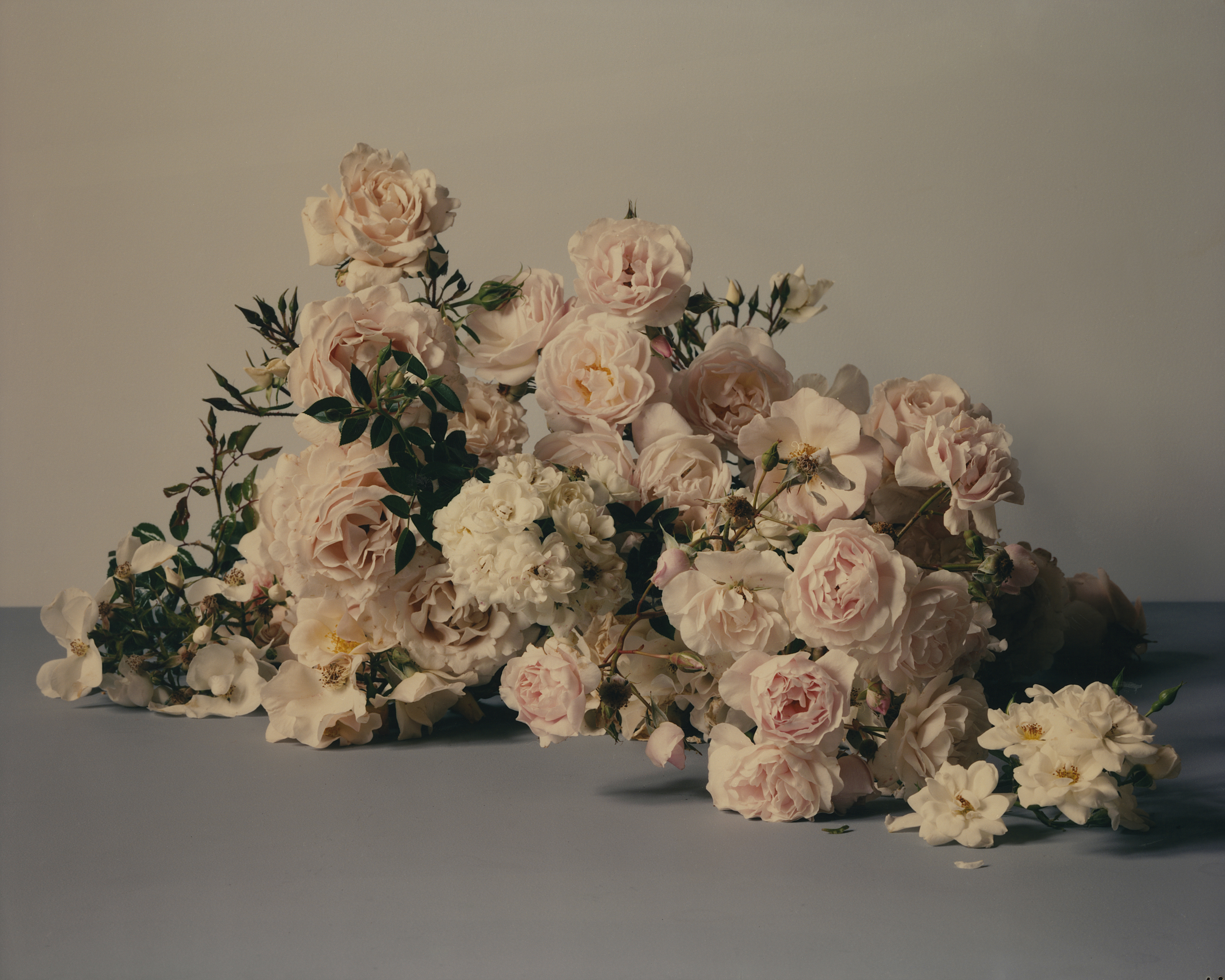 Elegant still life featuring a lush arrangement of light pink and white roses and foliage against a muted grey backdrop.