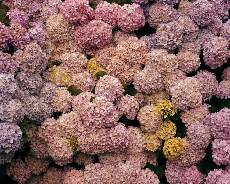Overhead shot showcases a dense field of hydrangeas in bloom, featuring a mix of pink, lavender, and yellow flower clusters and green foliage.