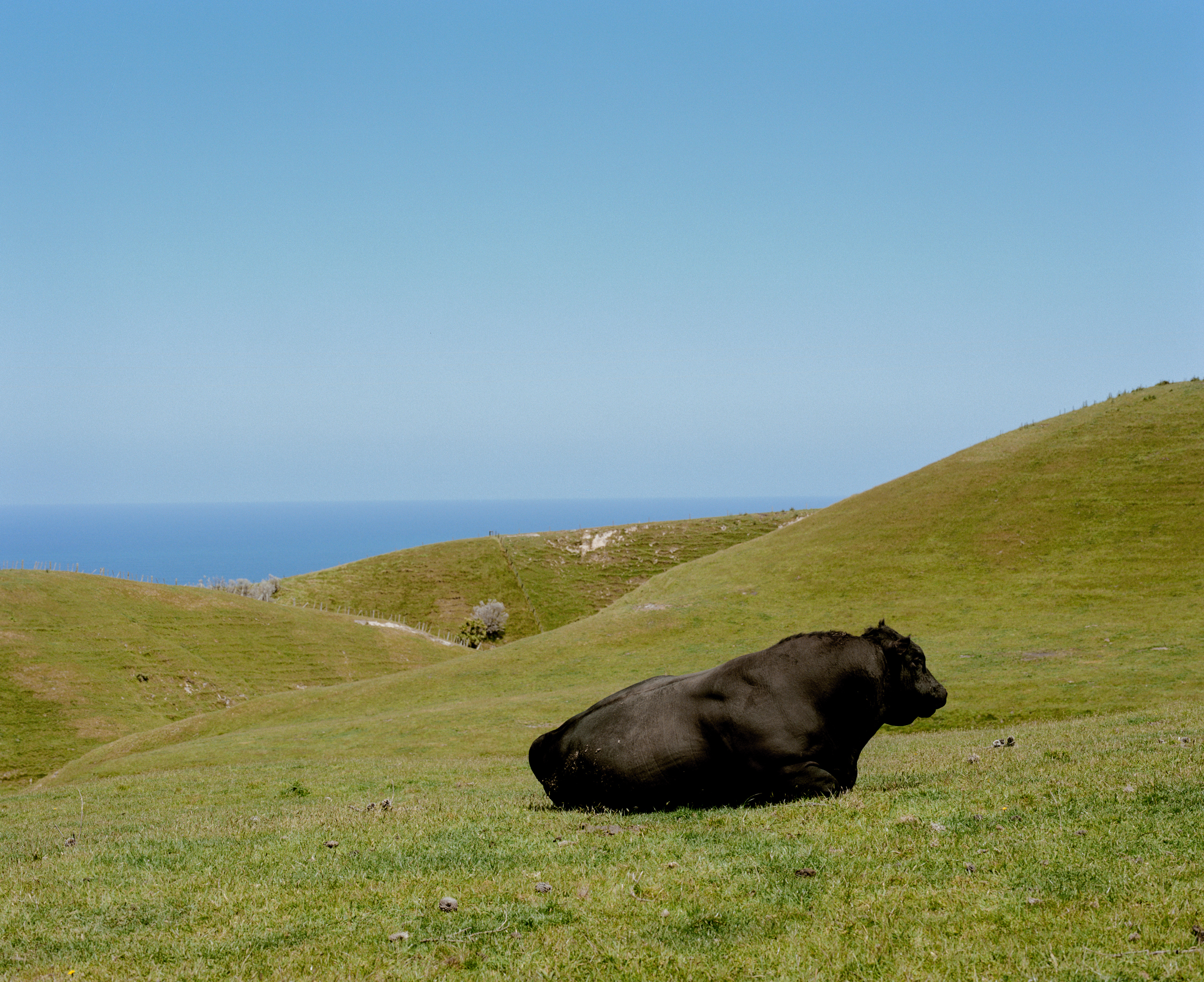 A black cow rests on a green hillside with a clear blue sky above and a glimpse of the ocean in the background, creating a peaceful rural scene.