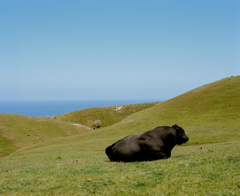 A black cow rests on a green hillside with a clear blue sky above and a glimpse of the ocean in the background, creating a peaceful rural scene.