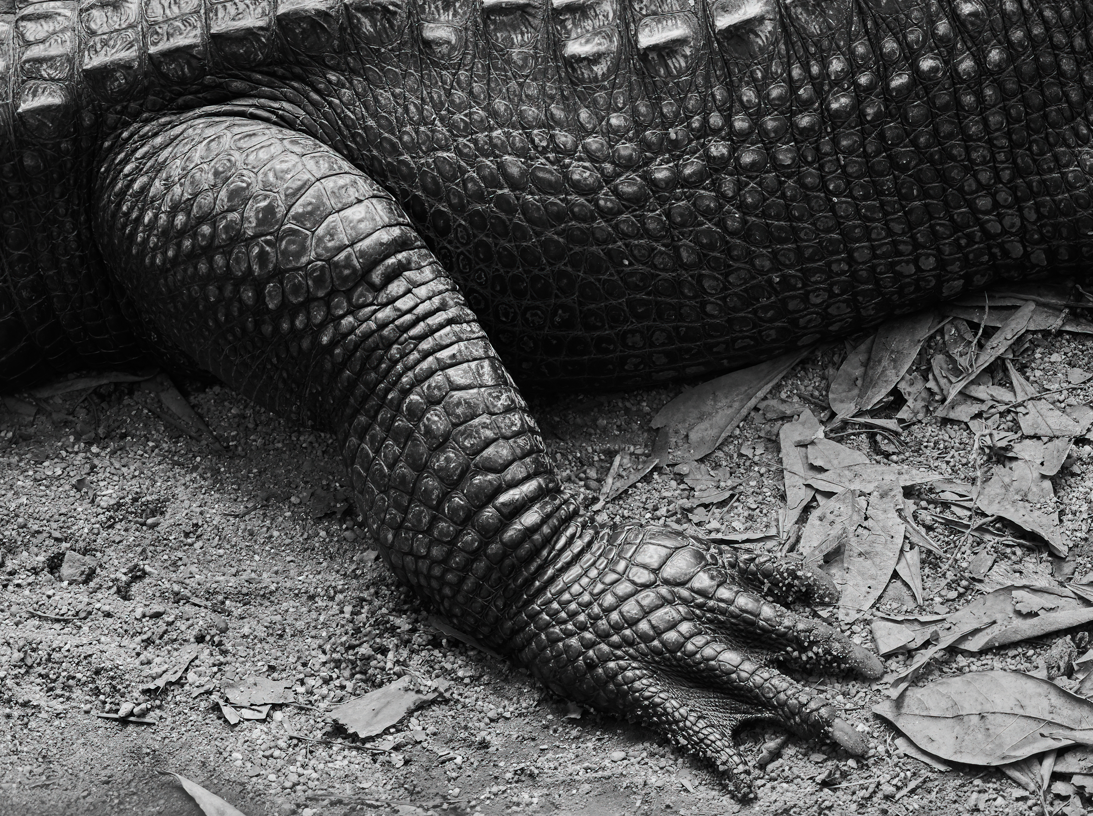 Close-up monochrome image of an alligator leg showing its textured skin and scales, with the animal resting on dry leaves and dirt.