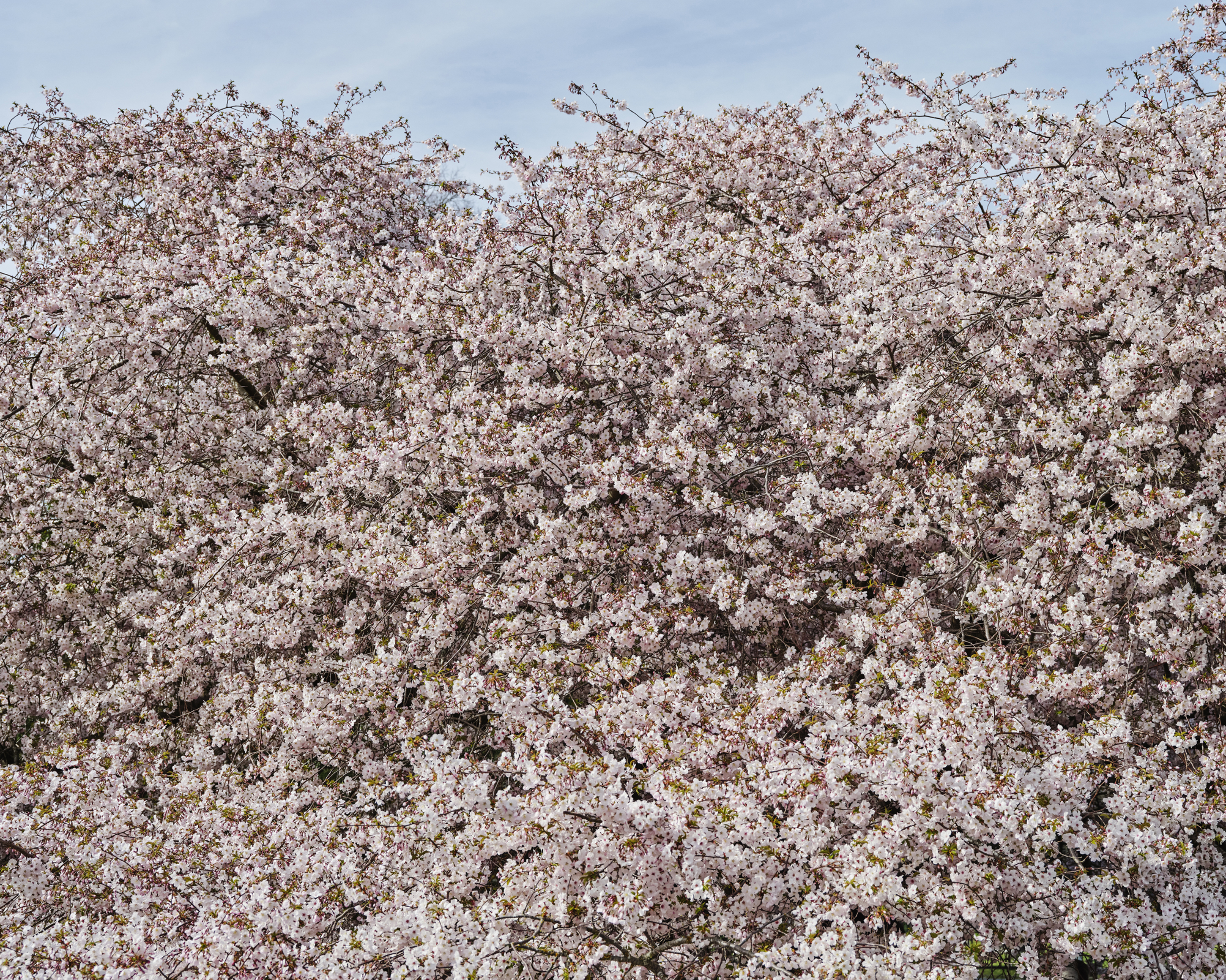 Profuse flowering cherry blossoms fill the frame under a pale blue sky, showcasing a vibrant display of nature's beauty in full bloom.