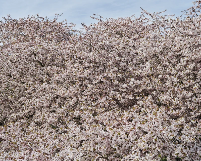 Profuse flowering cherry blossoms fill the frame under a pale blue sky, showcasing a vibrant display of nature's beauty in full bloom.