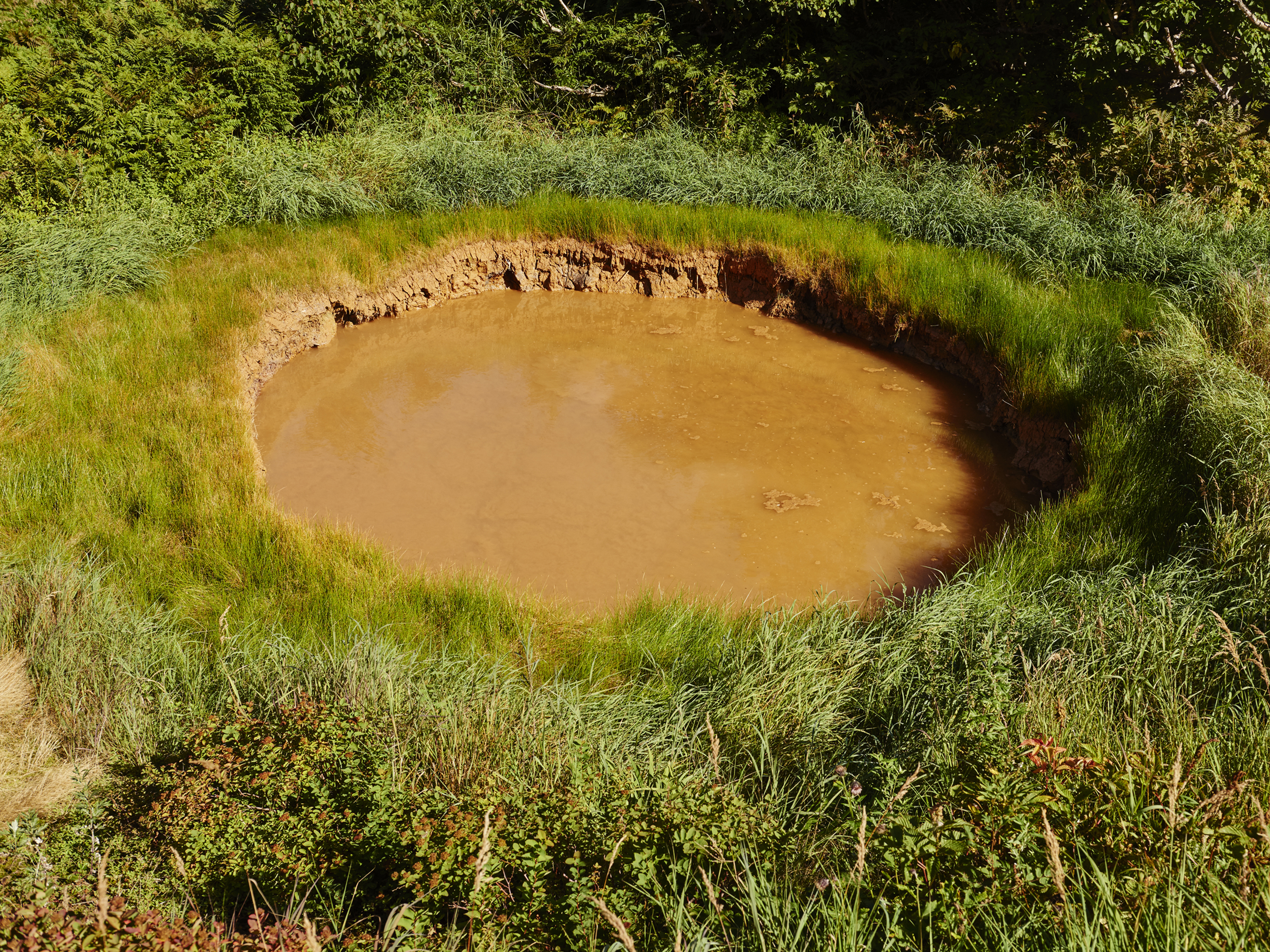 Earthen pond or mud pit filled with brown water, surrounded by green grass and foliage under natural daylight outdoors.