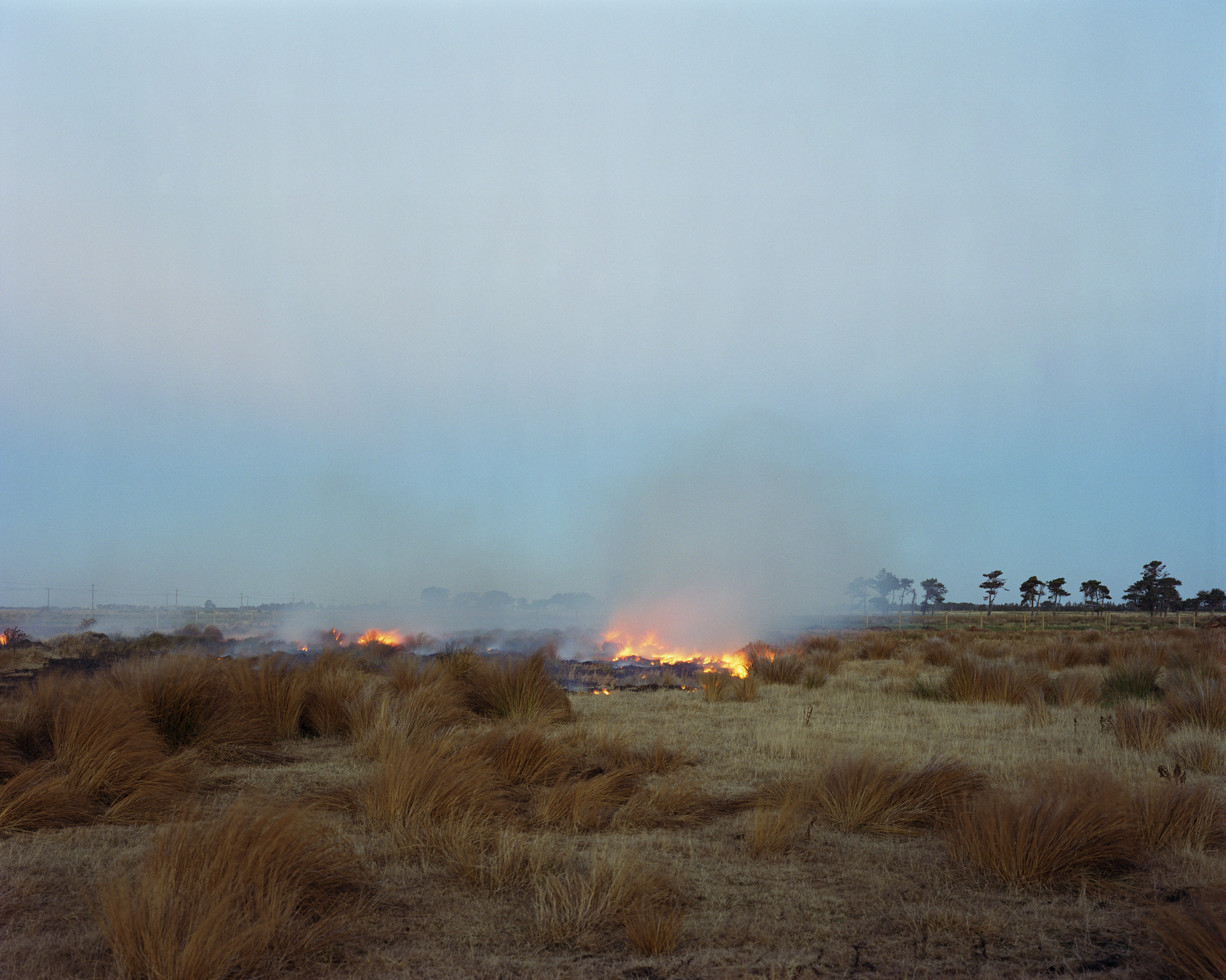 Controlled burn in a field of tall grasses under a blue sky, with distant trees visible on the horizon and smoke plumes rising.
