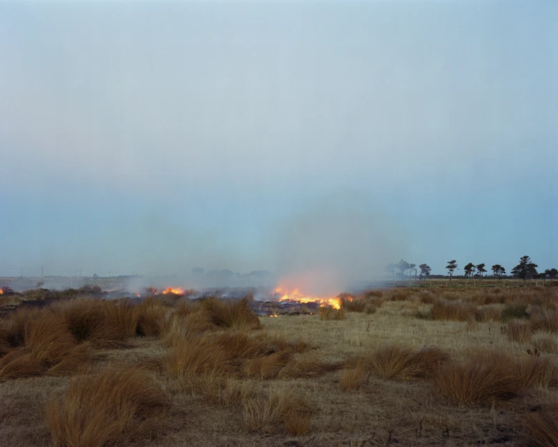 Controlled burn in a field of tall grasses under a blue sky, with distant trees visible on the horizon and smoke plumes rising.