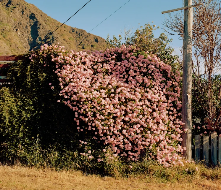Exterior view features a wall covered in light pink flowers, with a mountain backdrop under a clear sky on a bright day.