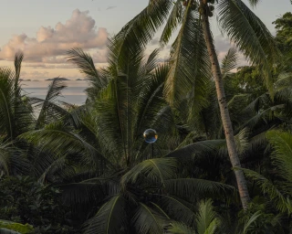 A single floating bubble reflecting light amidst lush palm tree fronds overlooking a calm sea at sunset by Derek Henderson.