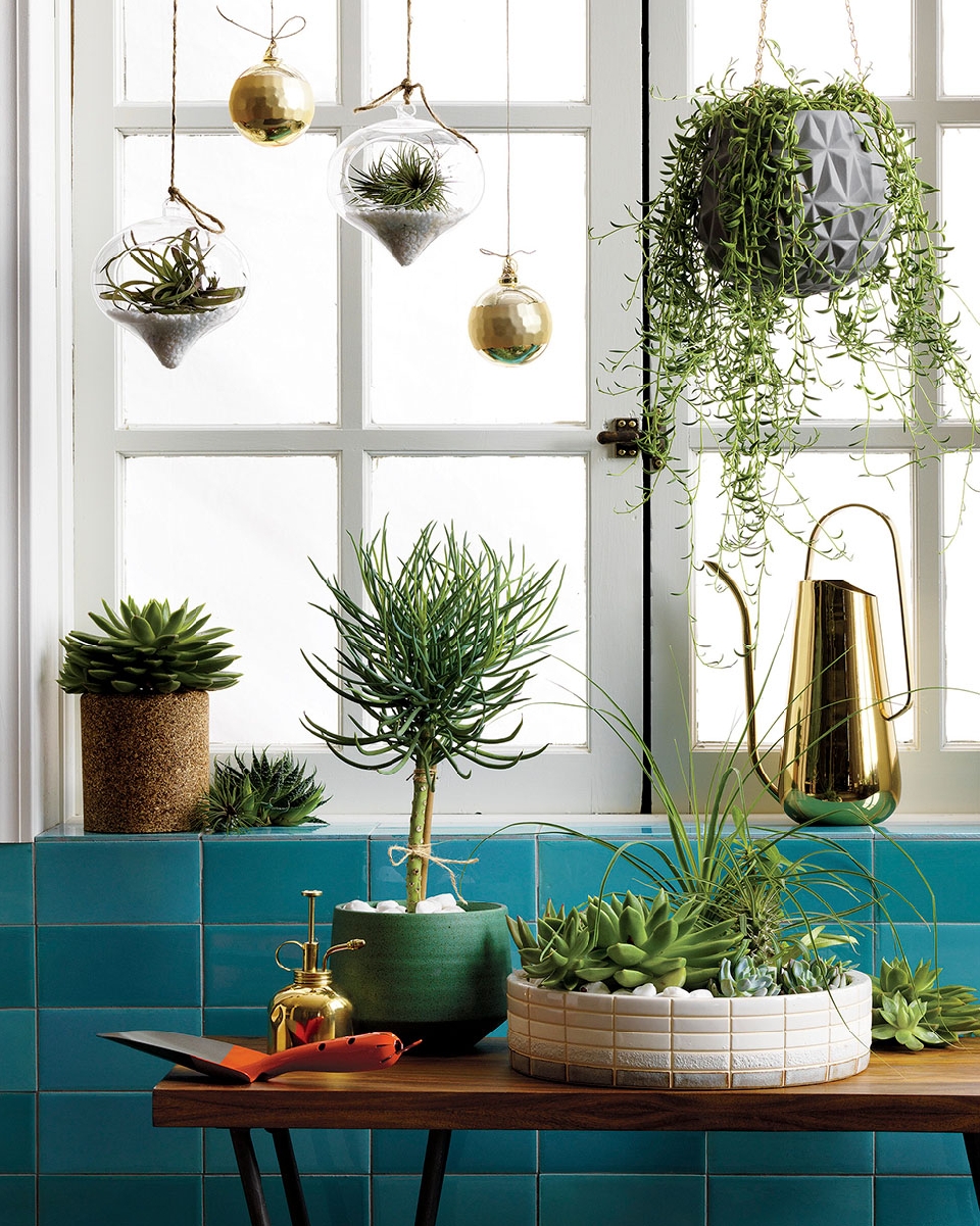 Interior setting featuring a wooden table adorned with potted succulent plants, a watering can, and hanging glass terrariums by the window.