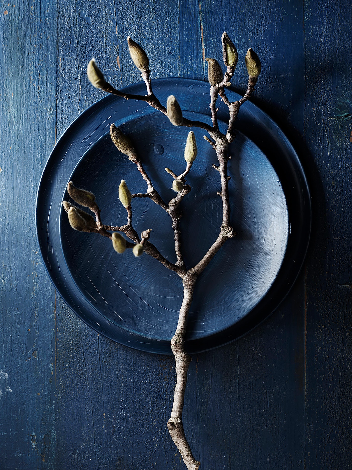 Magnolia branch with buds on a blue plate against a dark blue wooden background. Close-up still life with natural, muted colors.