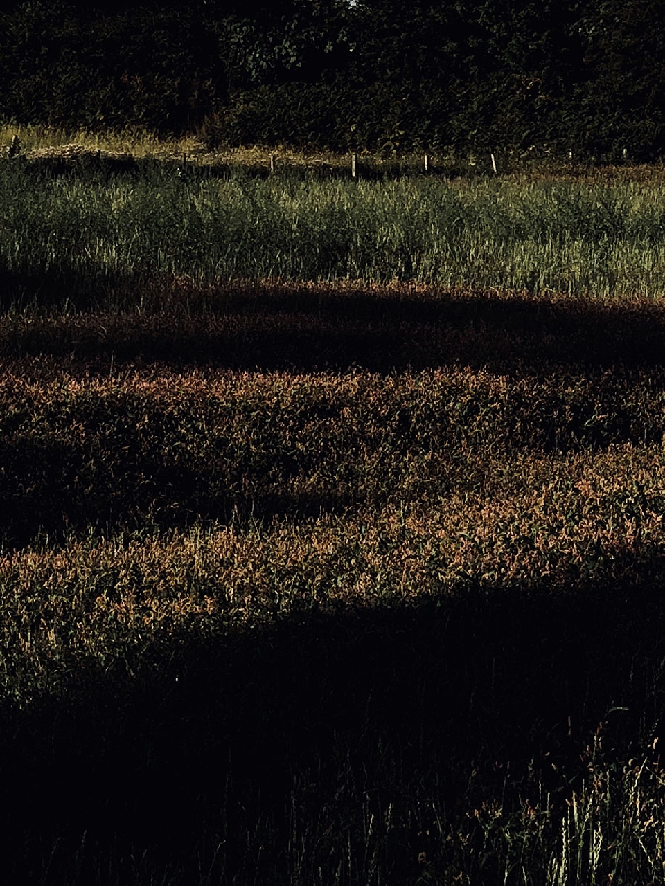 Overhead medium shot of a rural grassland environment with tall grass and dark shadows during daytime in overcast weather conditions.