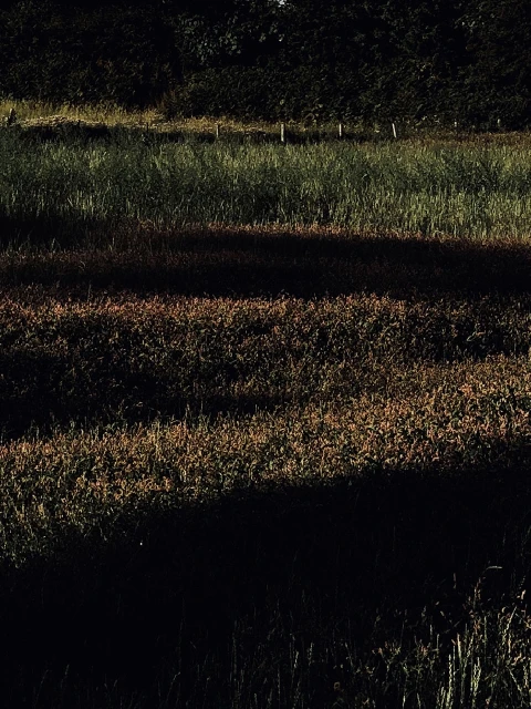 Overhead medium shot of a rural grassland environment with tall grass and dark shadows during daytime in overcast weather conditions.