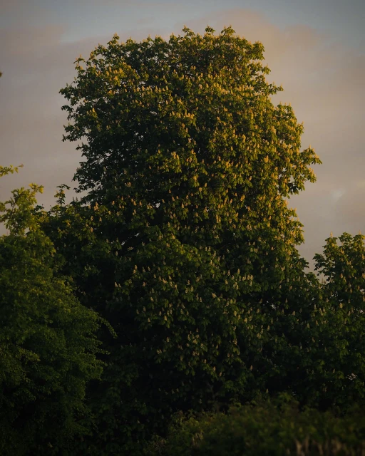 Tree with white flowers in full bloom against a cloudy sky, creating a serene nature scene with a natural colour palette.