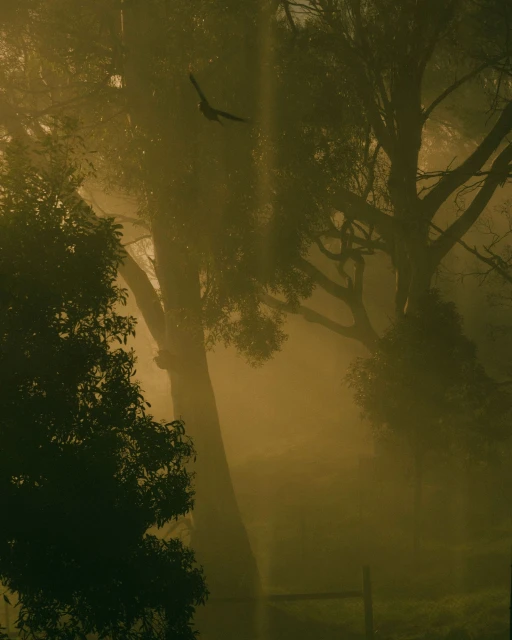 Bird in flight through a forest, bathed in yellow light and thick fog, creating an atmospheric, nature-filled scene with trees.