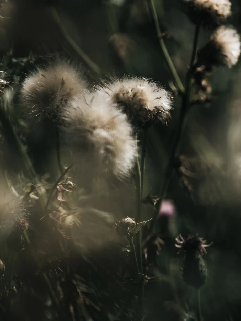 Close-up photograph of fluffy thistle seed heads with stems, surrounded by blurry greenery, creating a soft and ethereal natural scene.