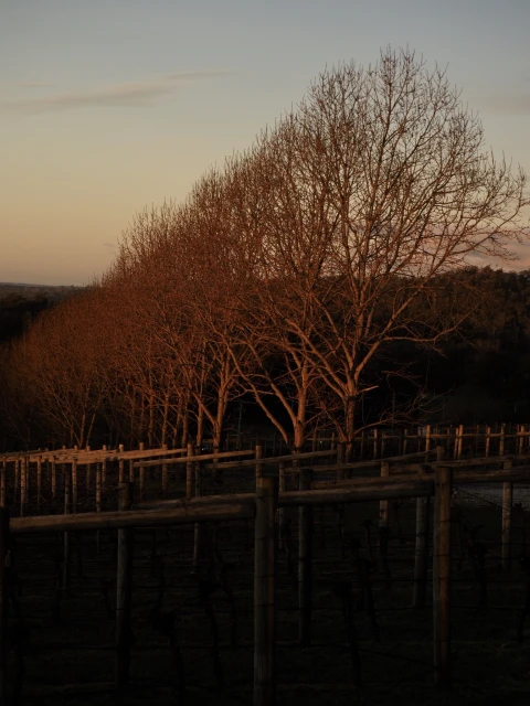 Landscape featuring a row of bare trees in a vineyard during sunset with warm lighting and a clear sky, highlighting rural scenery.