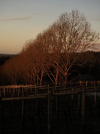 Landscape featuring a row of bare trees in a vineyard during sunset with warm lighting and a clear sky, highlighting rural scenery.
