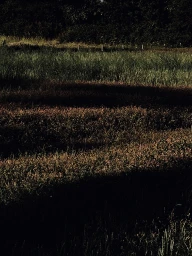 Scenic landscape photograph of a grassy meadow and field captured by Andy Hatton in Sydney