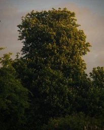 Large leafy tree captured against an overcast sky at dusk with warm sunset light hitting the upper foliage