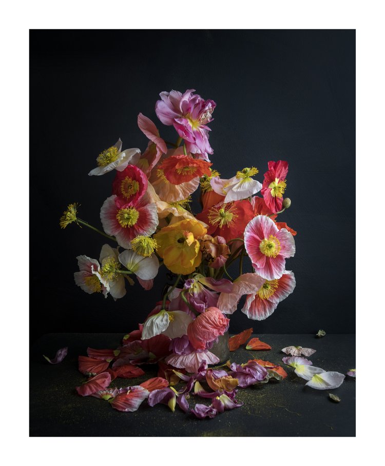 Floral still life featuring a vibrant bouquet of poppies with various colors, set against a dark backdrop, creating a moody and elegant composition.
