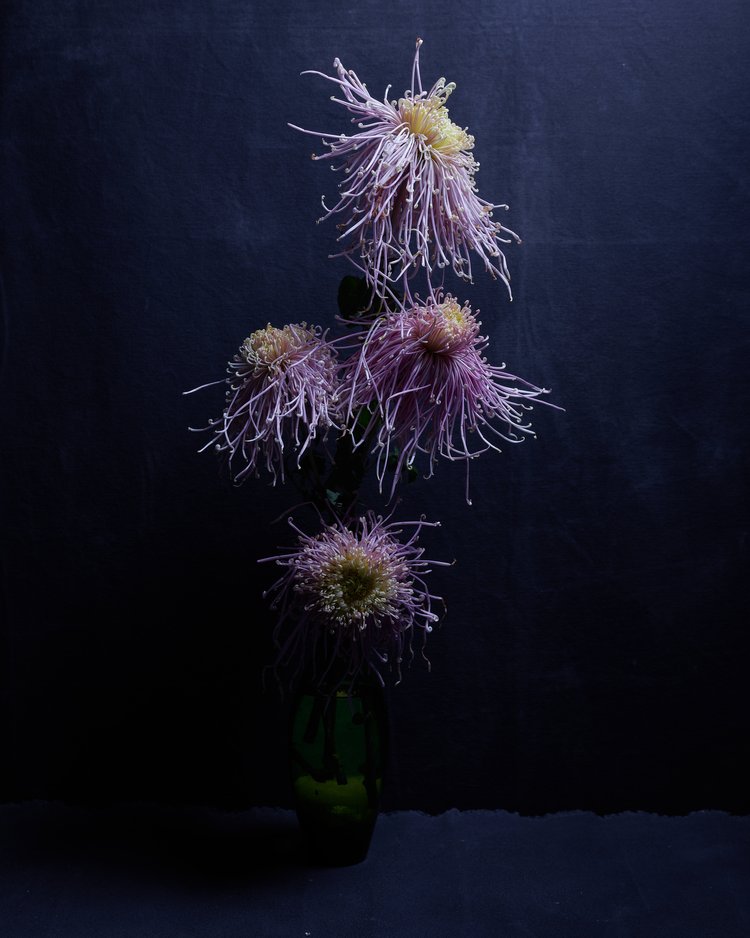 Elegant studio shot of four purple spider mum blossoms in a green vase against a dark navy background, capturing floral beauty.