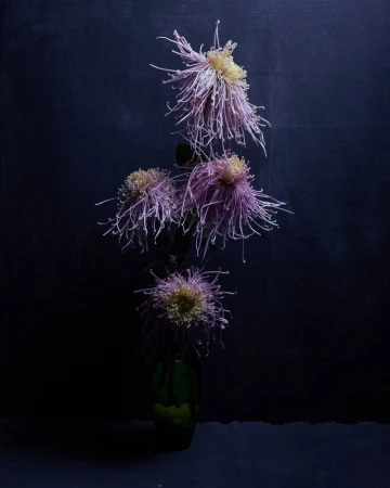Elegant studio shot of four purple spider mum blossoms in a green vase against a dark navy background, capturing floral beauty.