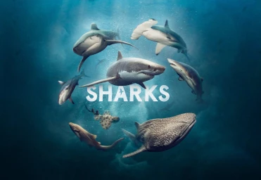 Several sharks swimming in deep blue ocean water with the word sharks centered in white text.