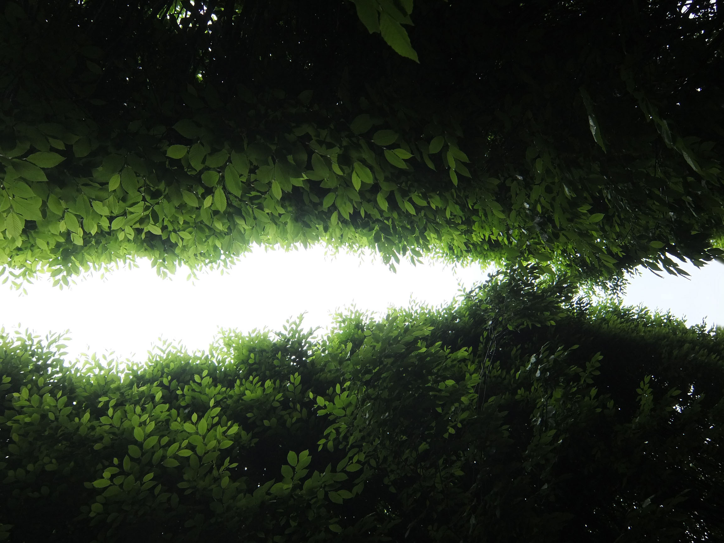 Lush green leaves create a natural canopy, filling the frame with vibrant foliage and filtered light, evoking a serene, natural environment.