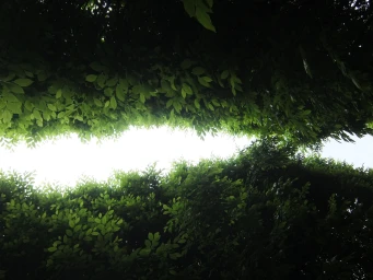 Looking up through dense green tree canopy framing a bright central horizontal opening of sky.
