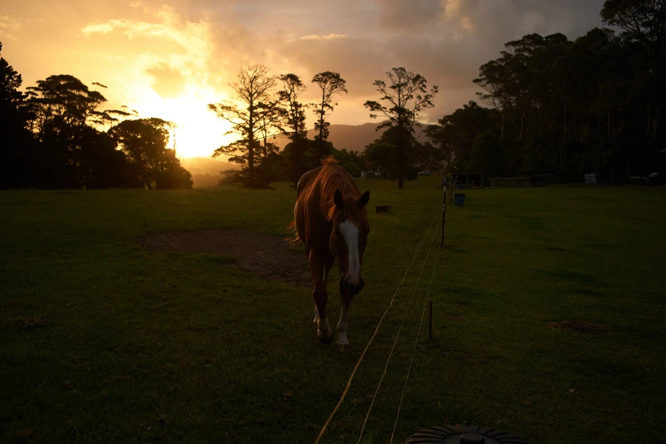 A horse grazes in a grassy field at golden hour, as the sun shines through the trees in the distance creating a scenic equine moment.