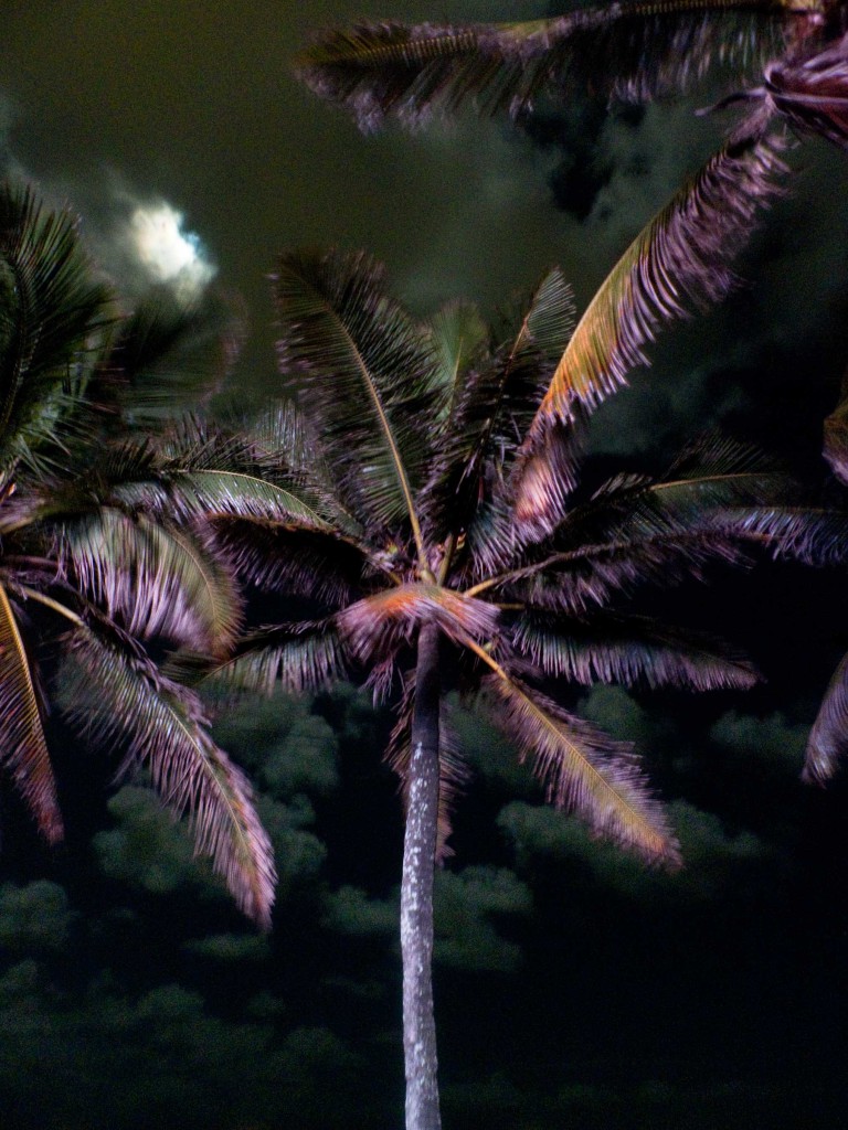 Night scene featuring multiple palm trees with illuminated foliage against a dark sky with soft, diffused light suggesting a moon.