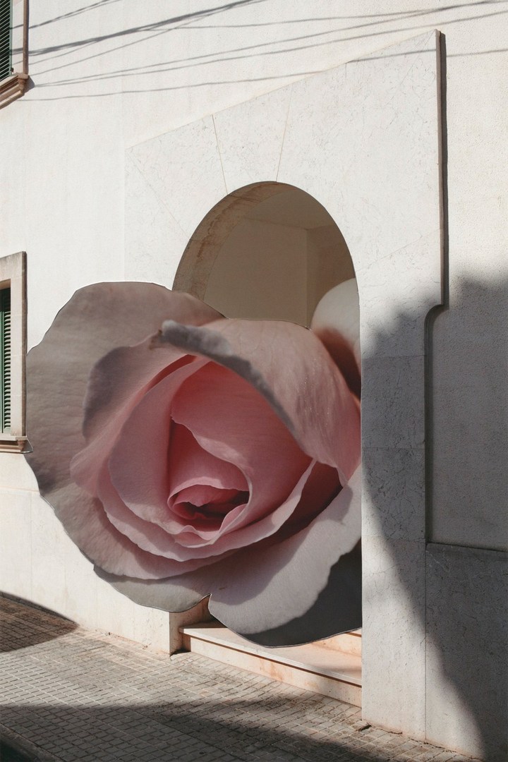 Large pink rose appears to emerge from a white arched doorway of a building on a street with shadows in the bright, sunny daylight.
