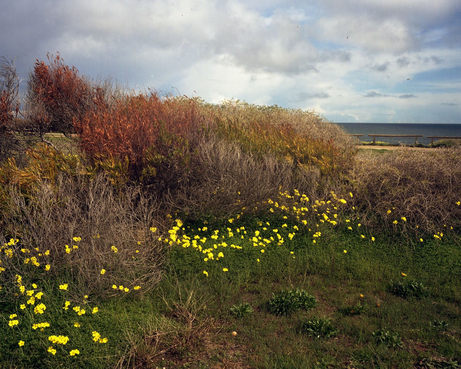 Landscape view of a field of yellow flowers and green grass, with shrubs and trees in the background, leading to a distant ocean view.