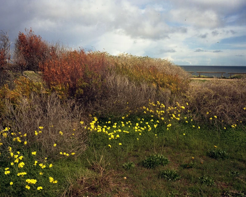 Landscape view of a field of yellow flowers and green grass, with shrubs and trees in the background, leading to a distant ocean view.