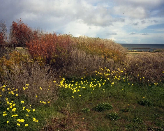 Landscape view of a field of yellow flowers and green grass, with shrubs and trees in the background, leading to a distant ocean view.