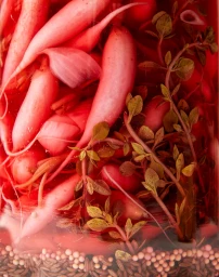 Close-up of pink pickled radishes and herbs submerged in brine inside a glass jar with mustard seeds at the bottom