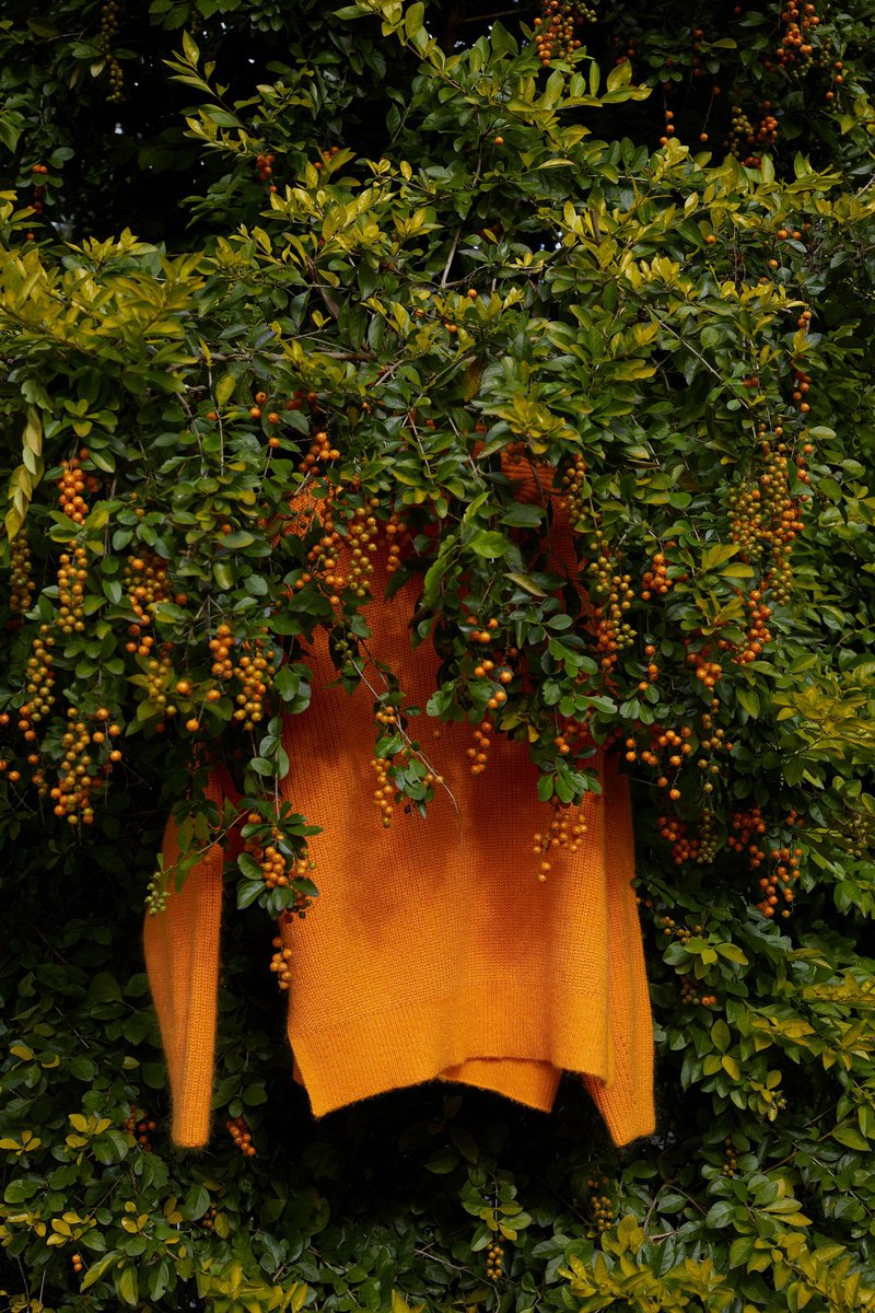 Orange sweater hangs on a bush with orange berries and green leaves, outside in natural light. Fashion and nature blend together.