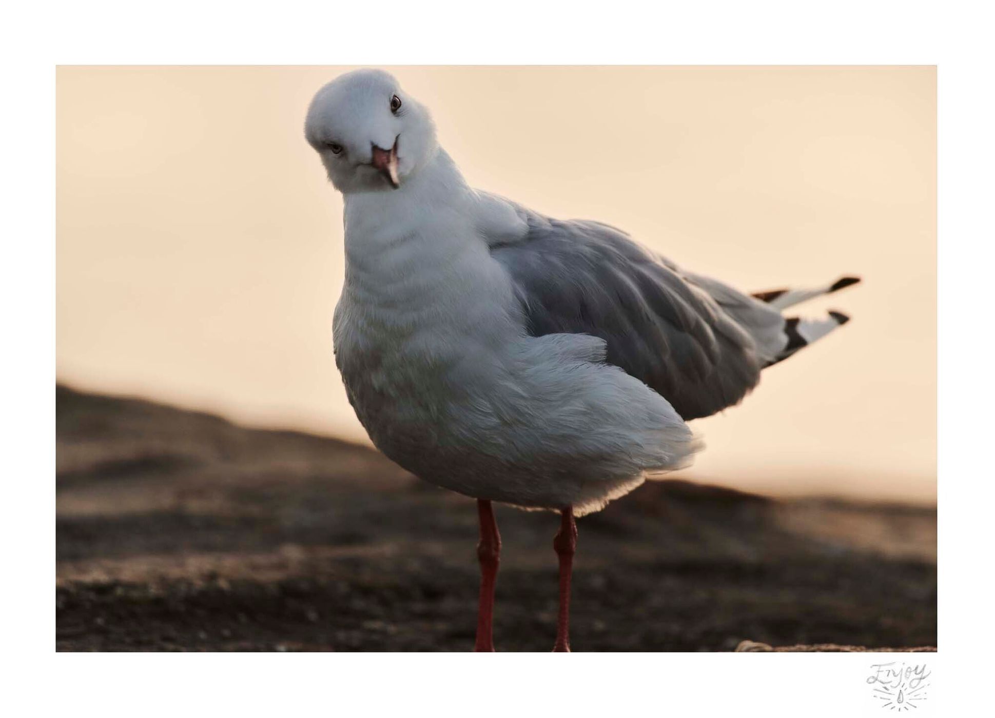 Close-up of a seagull standing on a rocky surface, its head cocked inquisitively, with a soft, blurred background.