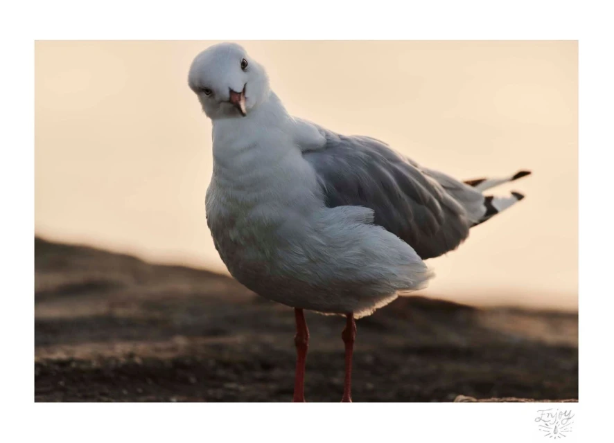 Close-up of a seagull standing on a rocky surface, its head cocked inquisitively, with a soft, blurred background.