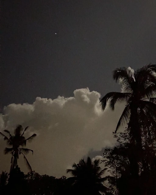 Night scene featuring palm trees silhouetted against a cloudy sky, lit by moonlight or starlight. Tropical evening or nighttime.