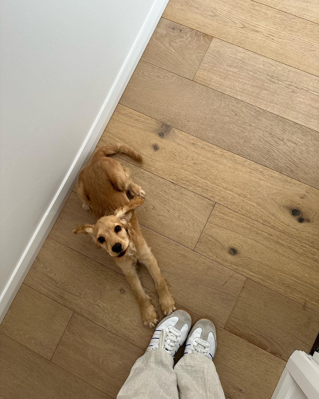 A tan Cocker Spaniel puppy is lying on its back on a wood floor next to a pair of white sneakers on a person's feet.