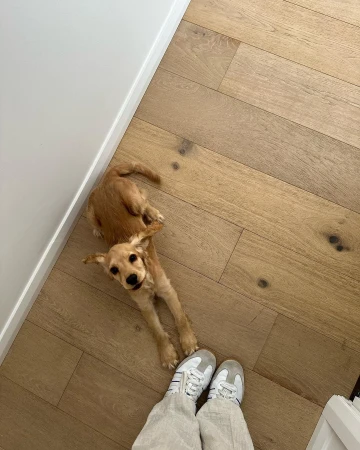 A tan Cocker Spaniel puppy is lying on its back on a wood floor next to a pair of white sneakers on a person's feet.