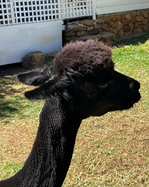 Close-up of a black alpaca with a fluffy head standing on grass outdoors near a white building and trees on a sunny day.