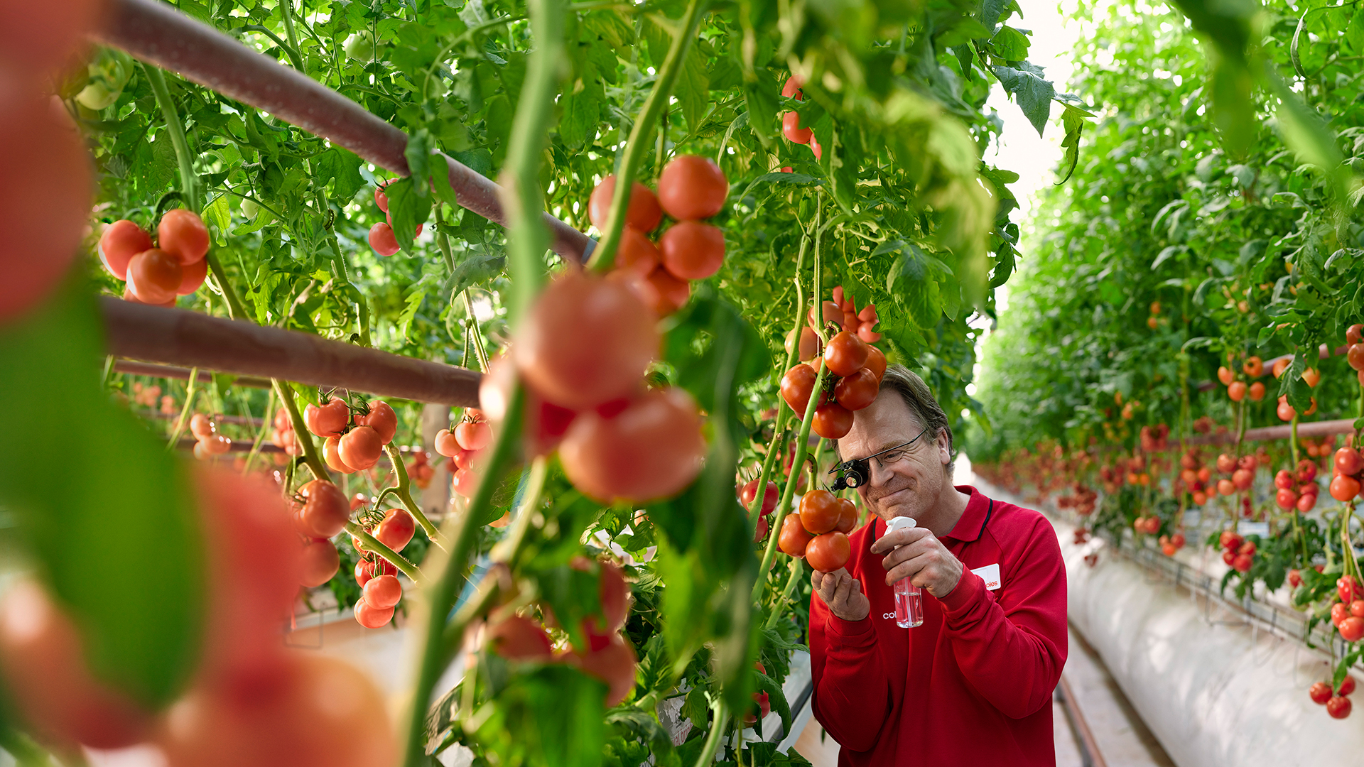 Adult male in a greenhouse spraying a bottle of liquid on tomato plants, with rows of tomato plants in the background.