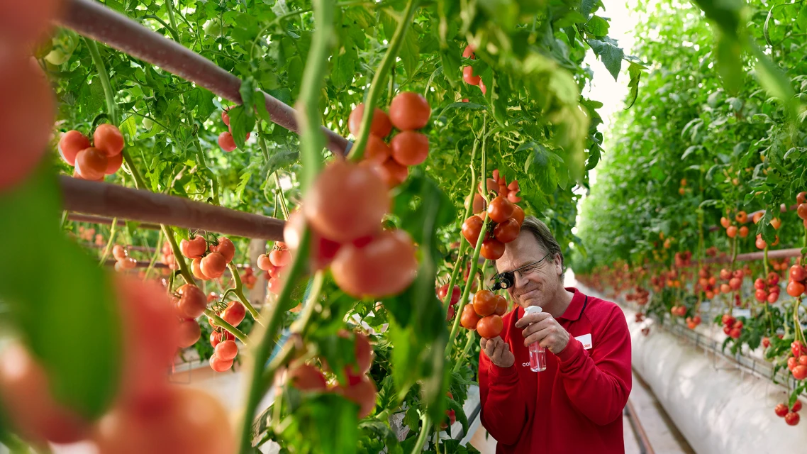 Adult male in a greenhouse spraying a bottle of liquid on tomato plants, with rows of tomato plants in the background.