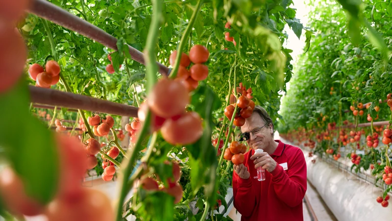 Adult male in a greenhouse spraying a bottle of liquid on tomato plants, with rows of tomato plants in the background.