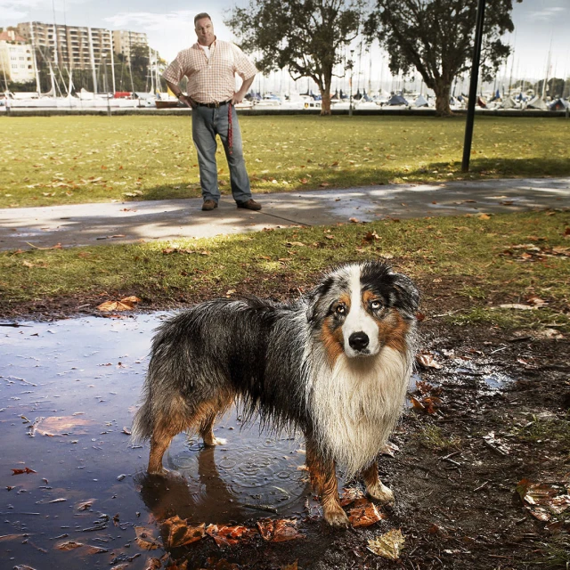 Australian Shepherd stands in a puddle with a man and harbor in the background on a grassy lawn with trees and boats. 