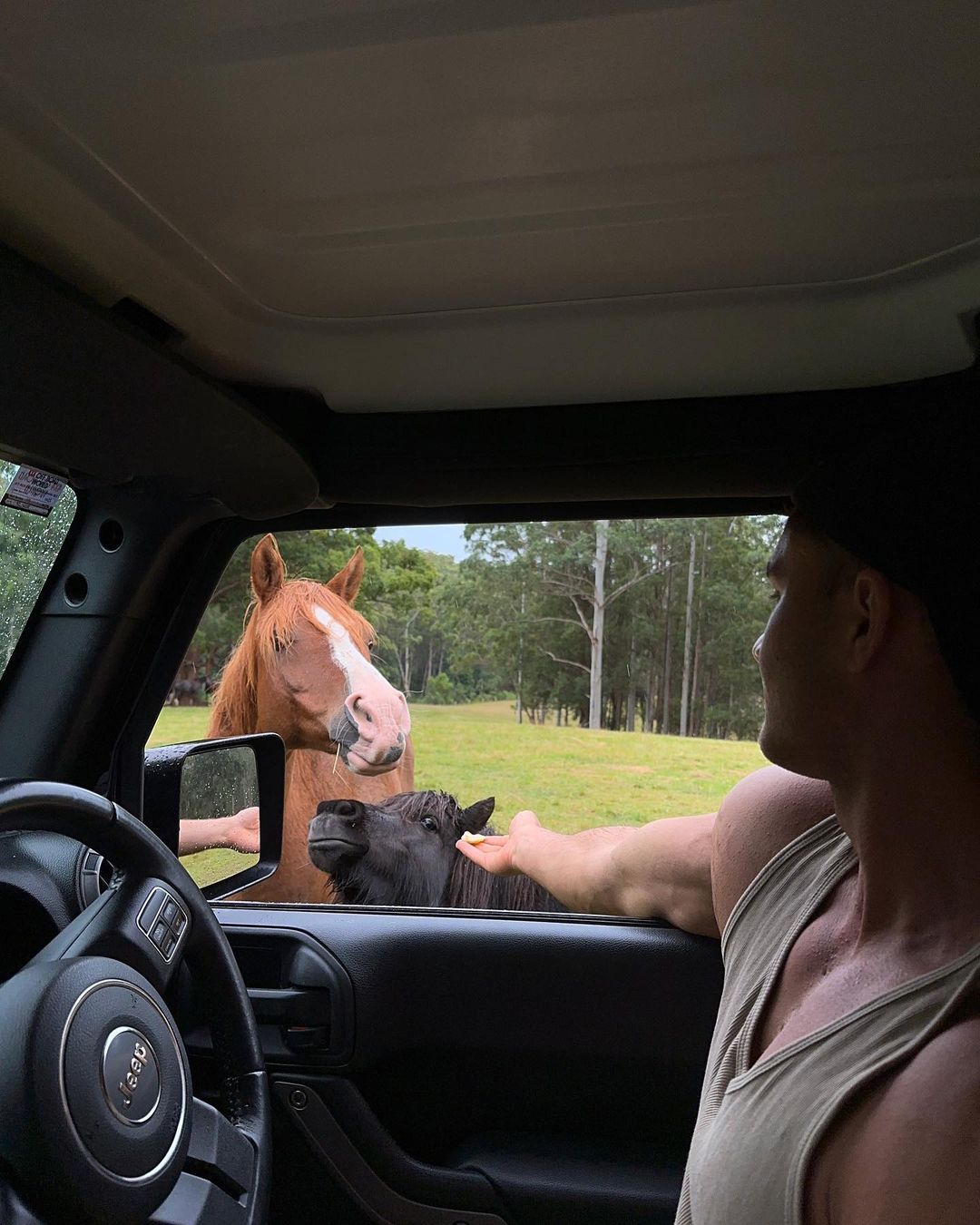 Man inside Jeep interacts with horses in a field. A brown horse and a black horse are seen, with green grass and trees in the background.